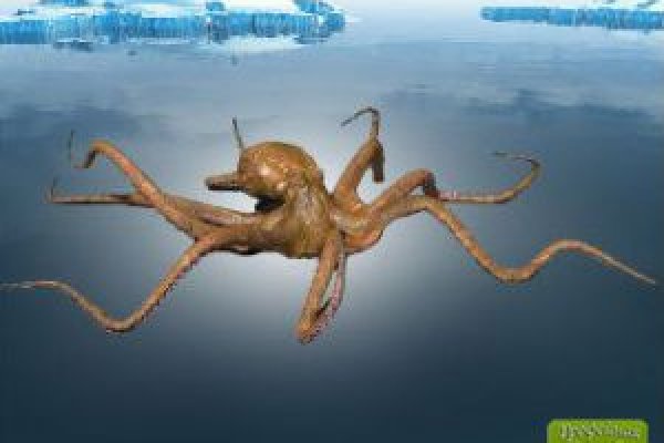 Kraken onion вход
